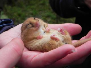 Male dormouse found in an autumn survey in a woodland near Clocaenog 